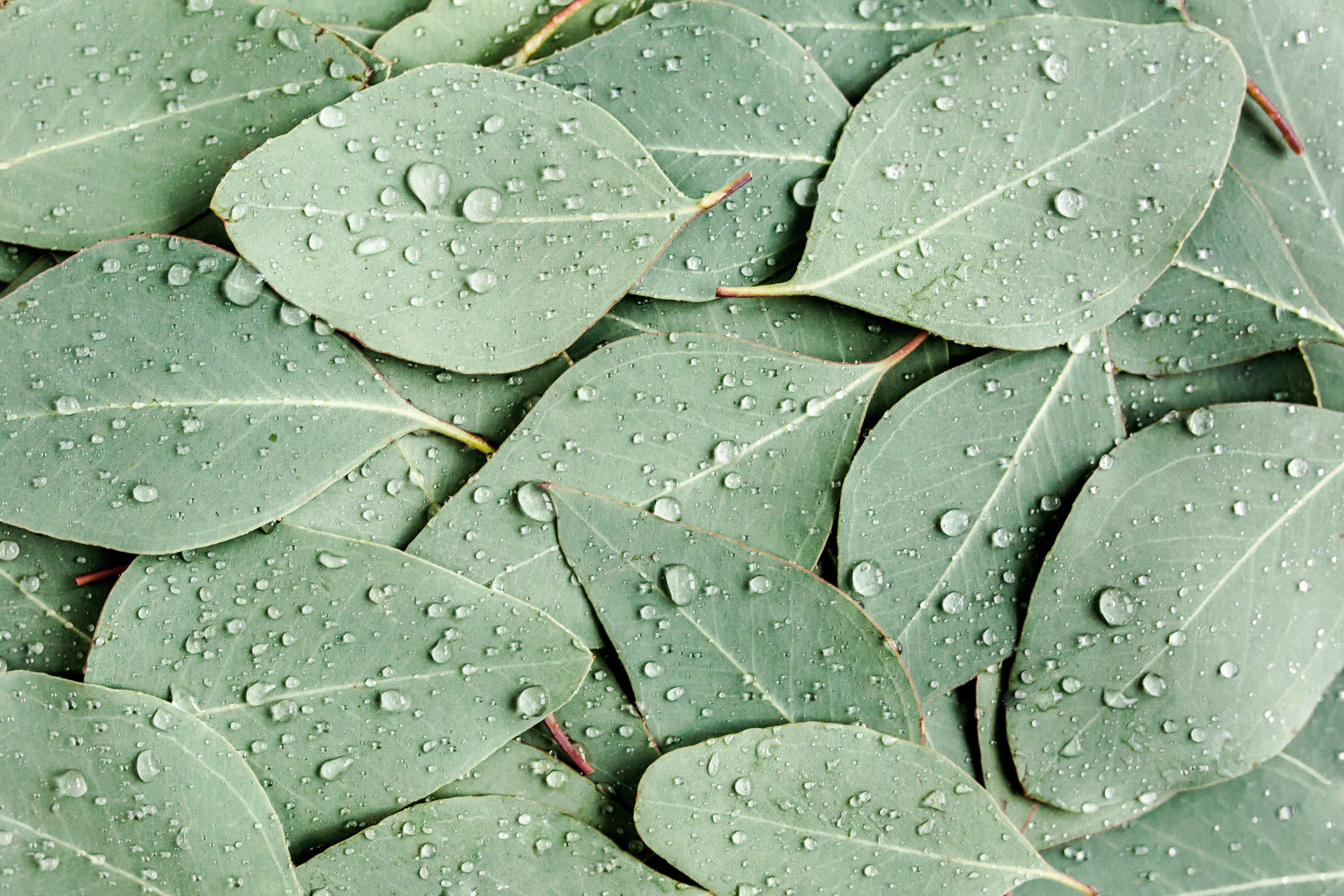 Eucalyptus: The Cooling, Clearing, and Calming Botanical You Need
