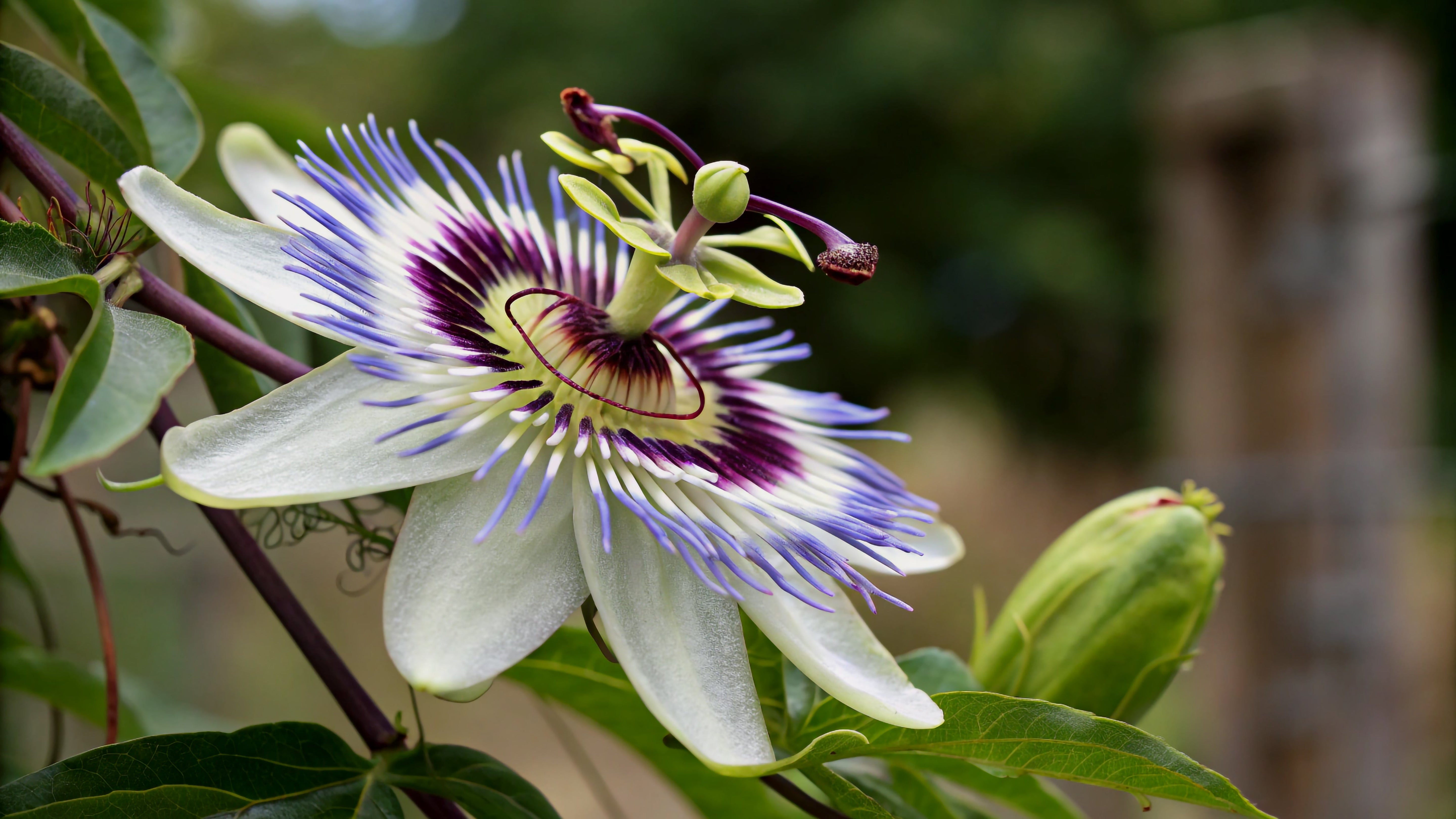 Passionflower: The Ultimate Wind-Down Herb for Stress, Sleep & Serenity