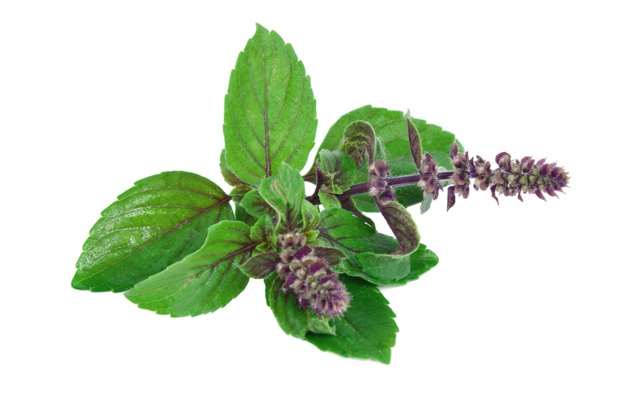 Holy Basil: The Stress-Busting, Hormone-Balancing Powerhouse You Need ...