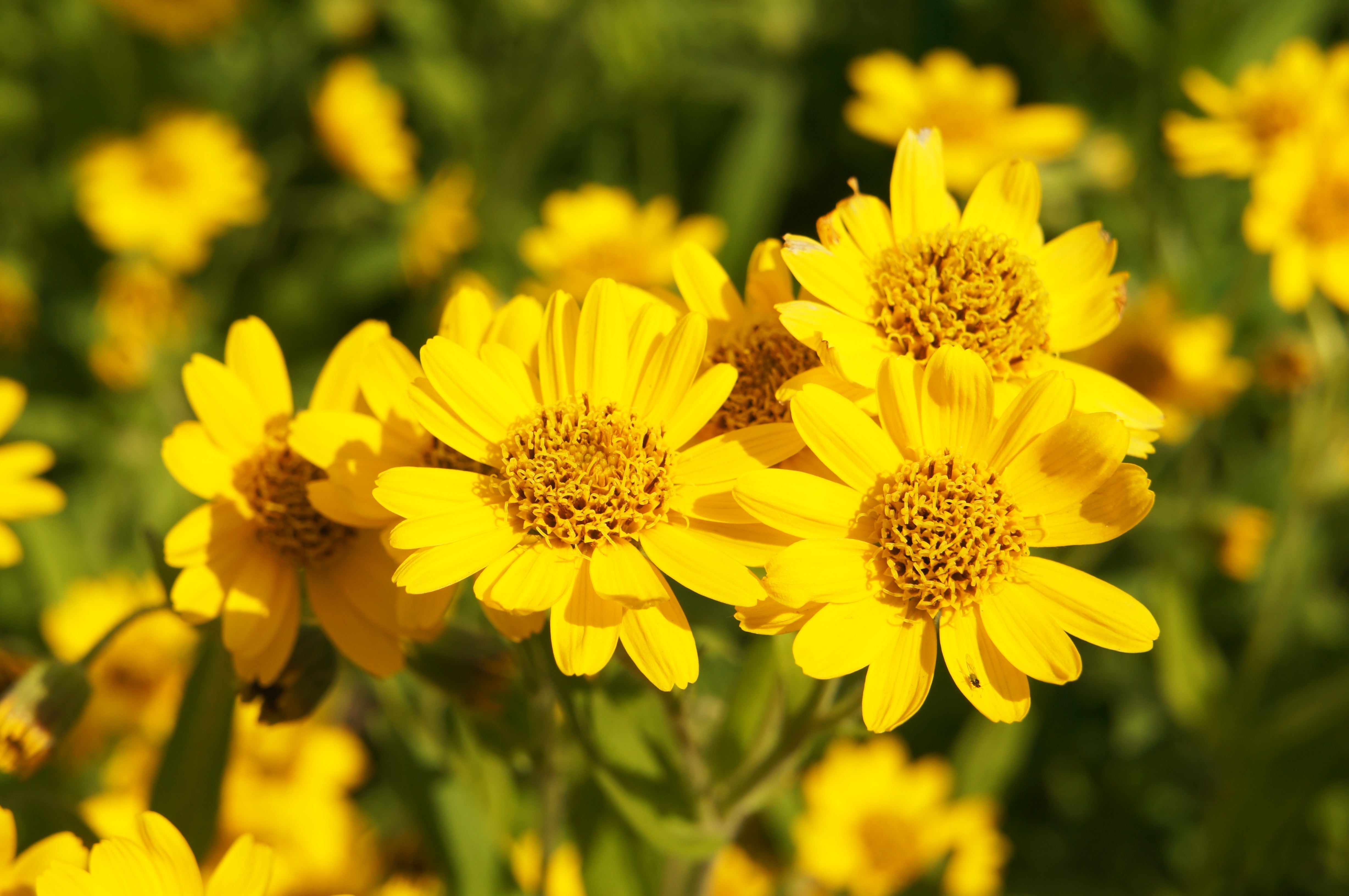 Arnica: Nature’s Answer to Bruises, Aches & “Why Am I Sore?” Moments