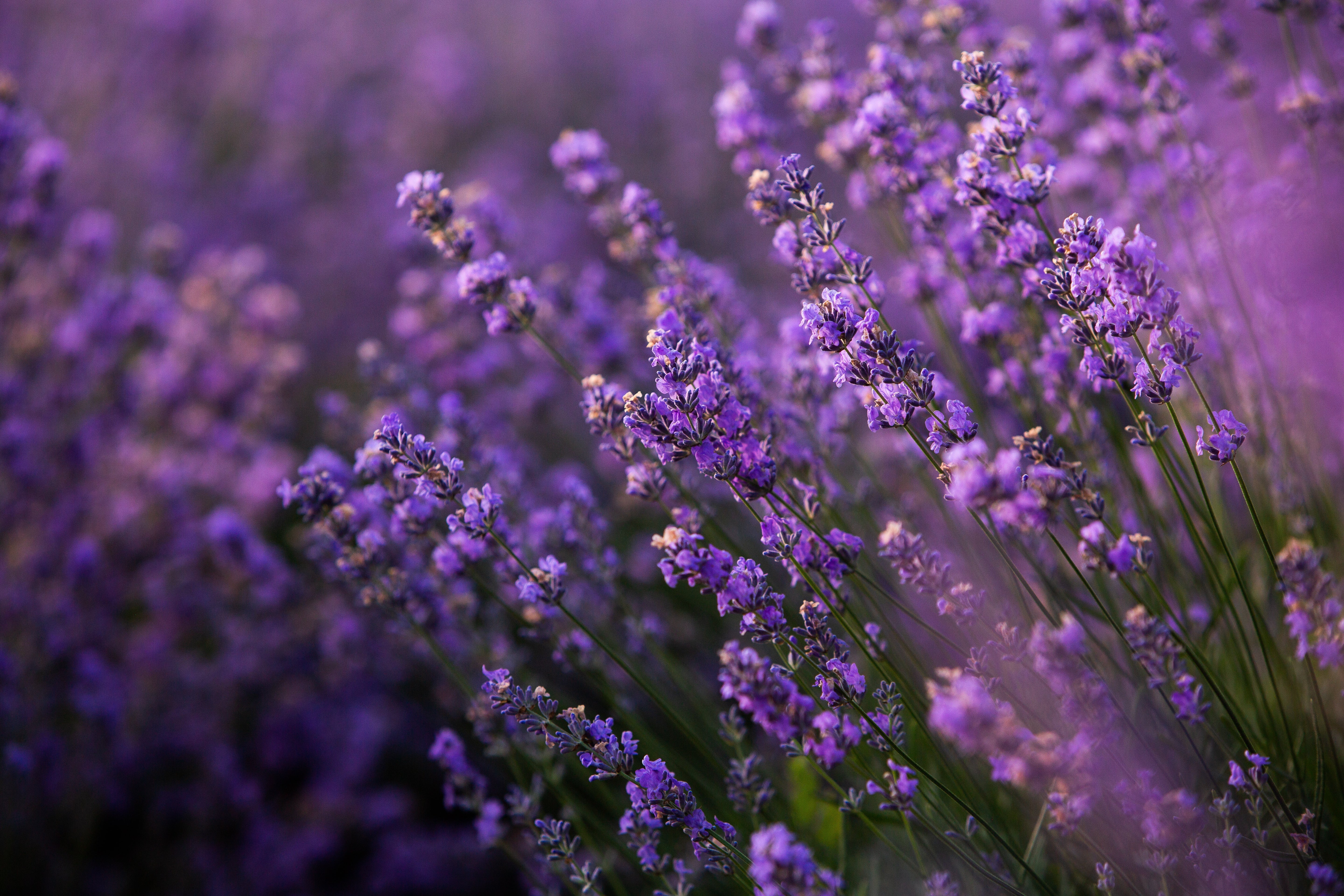 Lavender: The Chill Queen of Relaxation, Sleep & Stress Relief